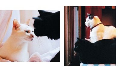 L'album photos des chats des villes - 36 - Ouverture dans une nouvelle fenêtre 