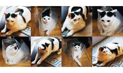 The urban cats' photo album - 20 - New window