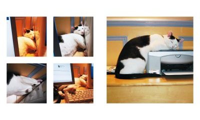 L'album photos des chats des villes - 6 - Ouverture dans une nouvelle fenêtre 
