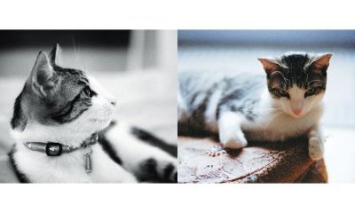 The urban cats' photo album - 16 - New window