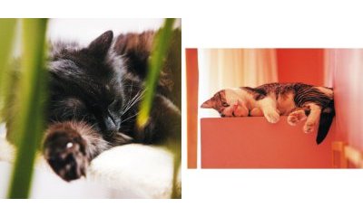 The urban cats' photo album - 5 - New window