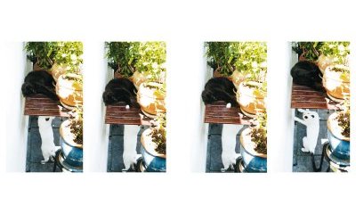 The urban cats' photo album - 27 - New window