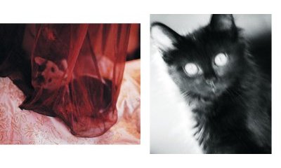 The urban cats' photo album - 39 - New window