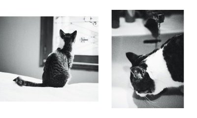 The urban cats' photo album - 34 - New window
