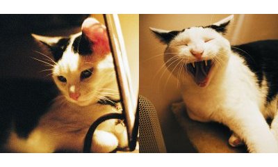 L'album photos des chats des villes - 10 - Ouverture dans une nouvelle fenêtre 