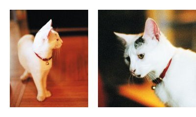 The urban cats' photo album - 9 - New window