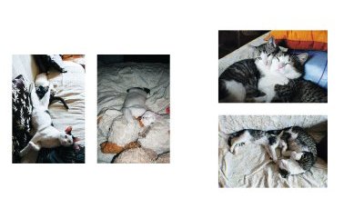 The urban cats' photo album - 2 - New window