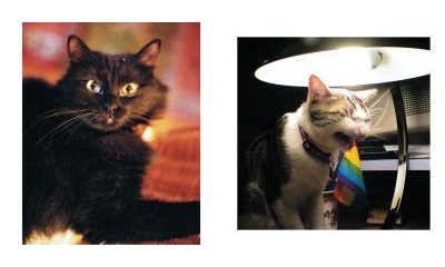 L'album photos des chats des villes - 35 - Ouverture dans une nouvelle fenêtre 